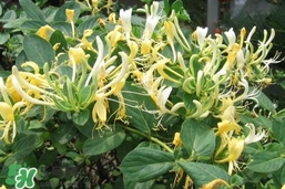 金銀花的功效與作用？金銀花有什么作用？