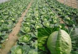 春天能種甘藍(lán)嗎？甘藍(lán)幾月份種？