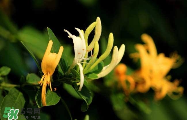 金銀花的功效與作用？金銀花有什么作用？