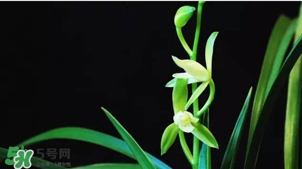 蘭花怎么養(yǎng)？蘭花怎么種？