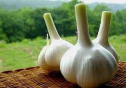 大蒜爛了一點還能吃嗎？大蒜爛根是怎么回事？