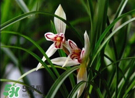 蘭花怎么養(yǎng)？蘭花怎么種？