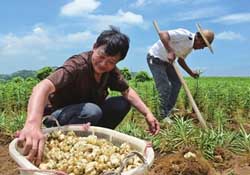 春天能種百合嗎？春天可以種百合嗎？