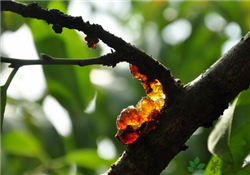 桃膠的做法？桃膠怎么做？