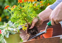 植樹節(jié)可以種什么花？植樹節(jié)種什么花好？