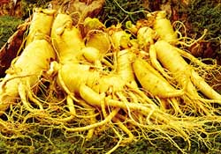 春天可以吃人參嗎？春季能進(jìn)補(bǔ)人參嗎？