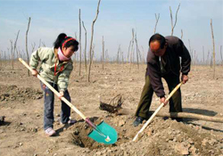 植樹節(jié)種樹要注意什么？植樹要注意哪些細節(jié)？