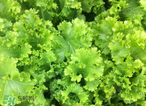 春天能種生菜嗎？生菜春天可以種嗎？