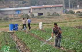 土豆多長(zhǎng)時(shí)間澆水一次？土豆幾天澆一次水？