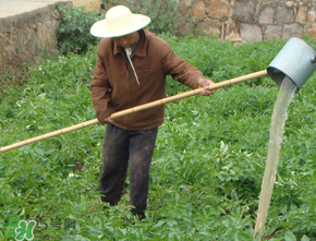 土豆多長(zhǎng)時(shí)間澆水一次？土豆幾天澆一次水？