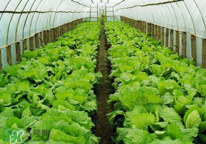 春天種植什么蔬菜好？春季適合種植的蔬菜