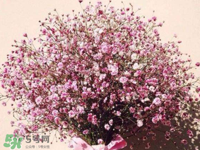 春天能種滿天星嗎？什么時(shí)候最適合種植滿天星？