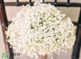 春天能種滿天星嗎？什么時(shí)候最適合種植滿天星？