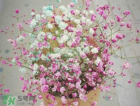 春天能種滿天星嗎？什么時(shí)候最適合種植滿天星？