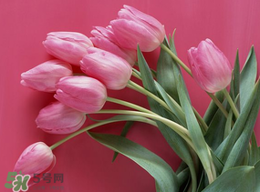 春天可以種郁金香嗎？郁金香可以春天種嗎？