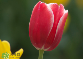 春天可以種郁金香嗎？郁金香可以春天種嗎？