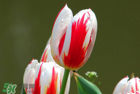 春天可以種郁金香嗎？郁金香可以春天種嗎？