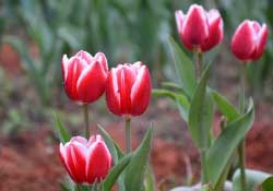 春天可以種郁金香嗎？郁金香可以春天種嗎？