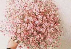 春天能種滿天星嗎？什么時候最適合種植滿天星？