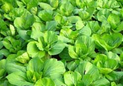 春天種植什么蔬菜好？春季適合種植的蔬菜