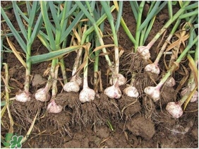 大蒜有種子嗎？大蒜的種子是什么？