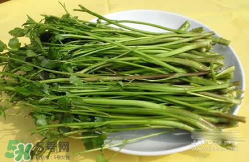 吃野芹菜會中毒嗎？吃野芹菜中毒了怎么辦？