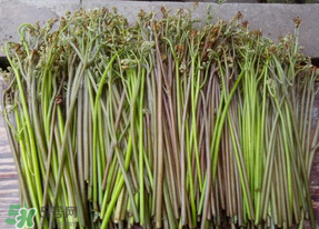 蕨菜是什么菜？蕨菜是什么？