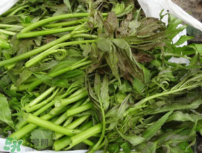 蕨菜是什么菜？蕨菜是什么？