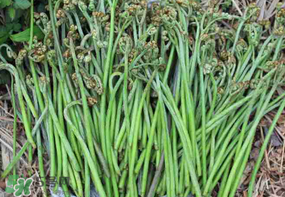 蕨菜可以冷凍嗎？蕨菜可以放冰箱嗎？