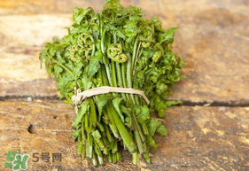 蕨菜可以冷凍嗎？蕨菜可以放冰箱嗎？