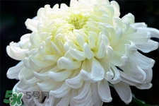 清明節(jié)掃墓買什么顏色菊花？清明節(jié)上墳用什么顏色菊花？