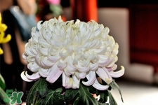 清明節(jié)掃墓買什么顏色菊花？清明節(jié)上墳用什么顏色菊花？