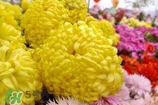 清明節(jié)掃墓為什么用菊花？清明節(jié)上墳為什么要送菊花？