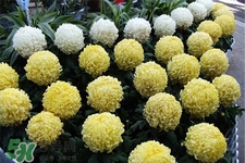 清明節(jié)掃墓為什么用菊花？清明節(jié)上墳為什么要送菊花？