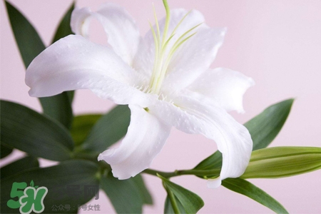 清明節(jié)上墳可以帶百合花嗎？清明節(jié)掃墓能用百合花嗎？