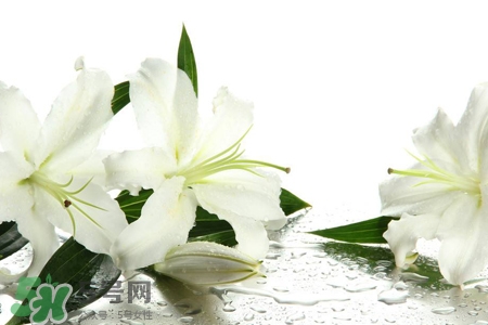 清明節(jié)上墳可以帶百合花嗎？清明節(jié)掃墓能用百合花嗎？