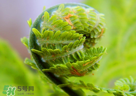 蕨菜怎么處理？新鮮蕨菜怎么處理？