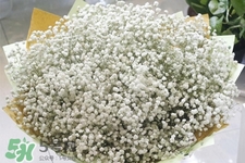 清明節(jié)上墳可以帶滿天星嗎？清明節(jié)掃墓能用滿天星嗎？