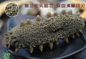 春天能吃海參嗎？春天吃海參效果好嗎？
