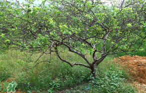 春天桃樹打什么藥？桃樹春天什么時(shí)候打藥？