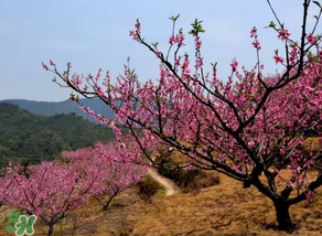 春天桃樹打什么藥？桃樹春天什么時(shí)候打藥？