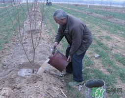 桃樹(shù)春天什么時(shí)候澆水？桃樹(shù)什么時(shí)候澆水？