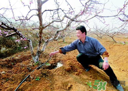 桃樹(shù)春天什么時(shí)候澆水？桃樹(shù)什么時(shí)候澆水？