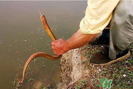 四月份可以釣黃鱔嗎？4月份可以釣黃鱔嗎？