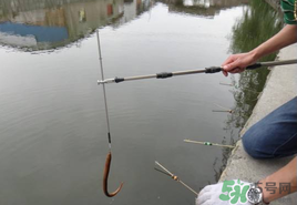 四月份可以釣黃鱔嗎？4月份可以釣黃鱔嗎？