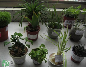 春天種什么植物？春天適合種什么植物？