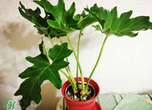 春天種什么植物？春天適合種什么植物？