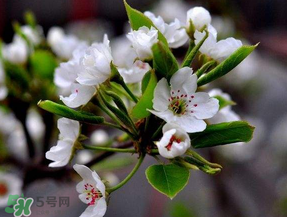 四月份開什么花？四月份什么花開？