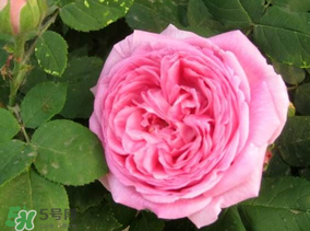 四月份開什么花？四月份什么花開？