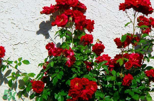 春天可以種玫瑰嗎？春天適合種玫瑰嗎？